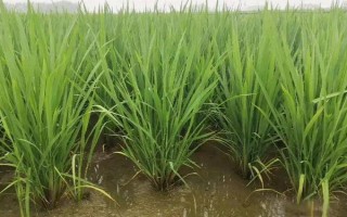 花香優(yōu)1618水稻種子特征特性，4月中下旬播種