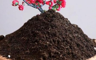 海棠花的種植技術(shù)，適宜生長在溫暖的環(huán)境中