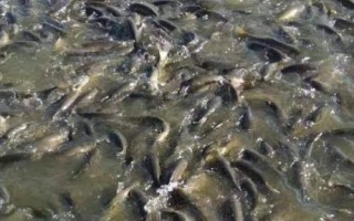 青魚的養(yǎng)殖技術(shù)，魚塘周圍要有充足且干凈的水源