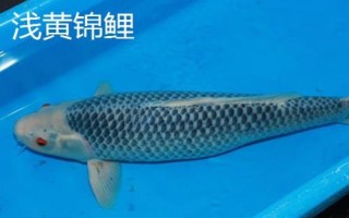 錦鯉的品種，不同品種的體色不同