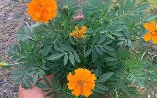 孔雀草的發(fā)芽時間，通常為播種后10天左右