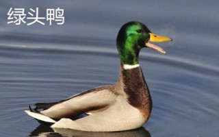 鴨有哪些品種，包括高郵鴨、北京鴨、紹興鴨等種類