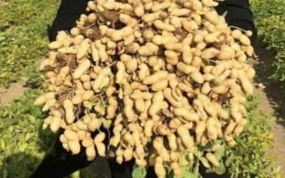 花生品種308的產(chǎn)量，白沙308可達(dá)到800-1000斤左右