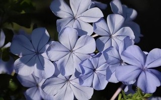 藍雪花修剪后如何養(yǎng)護，將其放置光線柔和的通風環(huán)境中養(yǎng)護