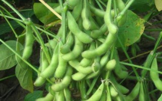 中黃328大豆品種的特性，4月下旬至5月初播種