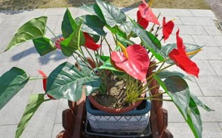 夏季怎么對(duì)紅掌澆水，每天均可澆一次