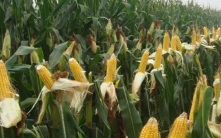DH606玉米種子簡介，4月下旬至5月上旬播種