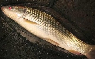 鯪魚簡介，常見的有土鯪、麥鯪、泰鯪等