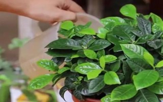 室內可以養(yǎng)梔子花嗎，室內是可以養(yǎng)梔子花的