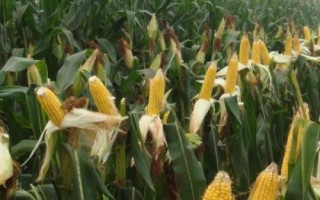 福曌328玉米種子簡(jiǎn)介，5月下旬至6月中旬播種