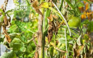 番茄青枯病、枯萎病、莖基腐病的區(qū)別,發(fā)病規(guī)律和癥狀均不同