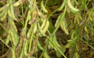 墾科豆2大豆品種簡介，對(duì)土壤肥力要求不嚴(yán)