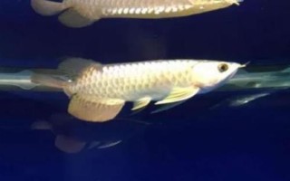 龍魚為什么會斷尾，斷尾了還會長出來