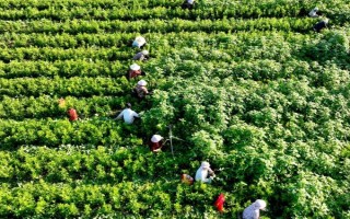 種植什么藥材能賺錢(qián)，可以選擇桔梗、金銀花、枸杞等