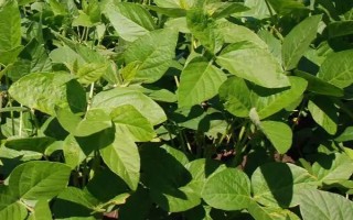 蒙科豆4號(hào)大豆種子介紹，注意防治大豆花葉病