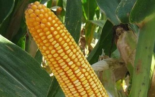 阿單6號玉米種子特征特性，一次性播種全苗