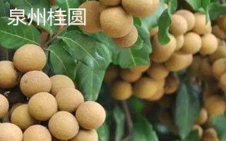 哪里產(chǎn)出的桂圓又甜又好吃，樓壩桂圓清甜可口深受消費(fèi)者歡迎