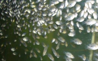 親親魚的產(chǎn)地，主產(chǎn)于泰國、中東地區(qū)、西雙版納等地方