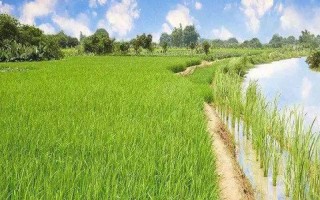 吉農(nóng)大304水稻品種簡介，中晚熟品種