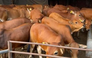 養(yǎng)肉牛選擇什么品種好，可選西門塔爾、利木贊牛、魯西黃牛等