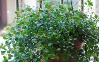 千葉吊蘭的養(yǎng)殖方法，在半陰的環(huán)境下養(yǎng)護(hù)為宜