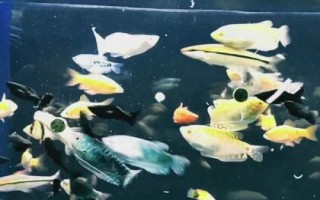 多巴鹽對(duì)魚(yú)是否真實(shí)有效，具有促食效果