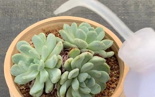 多肉葉片的扦插方法，要從生長健壯、無病蟲害的母株上選取葉片