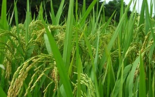 榮優(yōu)0861水稻品種簡(jiǎn)介，秈型三系雜交晚稻遲熟品種