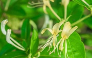金銀花和斷腸草有什么區(qū)別，外觀、質(zhì)感、花朵均不同