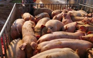 豬中毒的原因，飼料、藥物和食鹽都會(huì)引起中毒