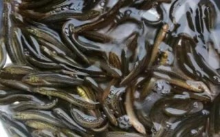 捉泥鰍絕招，可采用網(wǎng)捕法、籠捕法和挖捕法