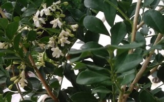 九里香如何養(yǎng)殖，養(yǎng)殖時應用排水性好的沙質(zhì)土