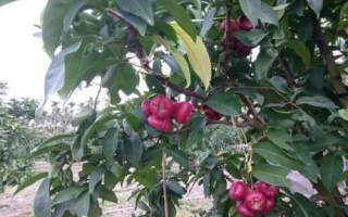 種植蓮霧有哪些條件，栽種第二年就能掛果