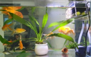 不同品種的金魚(yú)可以混合養(yǎng)嗎，需要根據(jù)金魚(yú)的習(xí)性來(lái)混養(yǎng)