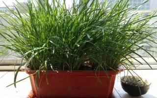 用塑料盆種菜有沒(méi)有毒，蔬菜的根系無(wú)法吸收其中的有毒物質(zhì)