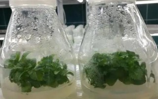 繡球花怎么繁殖，可分株也可壓條繁殖