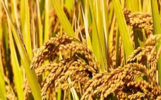 新稻58號水稻種子特點，播種量每平方米300克
