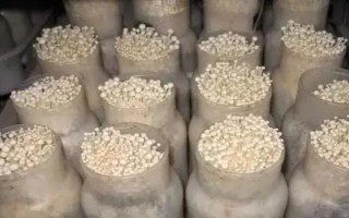 怎么防治金針菇黑斑病，關(guān)鍵是控制好適宜的溫度和濕度