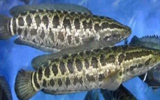 為什么說黑魚有毒，純粹是無稽之談