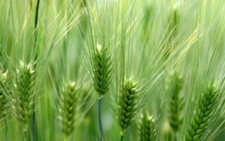 河農(nóng)6049小麥種子介紹，應(yīng)適當(dāng)加大播種量