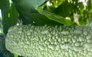 苦瓜的種植技術(shù)，控制生長(zhǎng)溫度在15-28℃之間