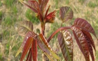 香椿矮化種植及剪枝要點(diǎn)，常采用摘心、短截和斷根等方式