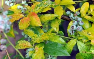 藍(lán)莓花葉病如何防治，該病不是每年都會發(fā)生