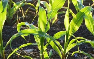 綠玉889玉米種子簡介，我區(qū)春播在大寒至立春播種