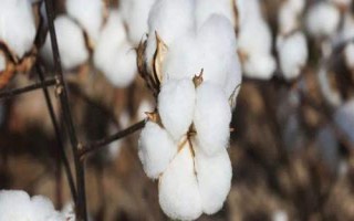 冀農(nóng)大43號(hào)棉花種子簡介，高抗枯萎?。ú≈?.84）