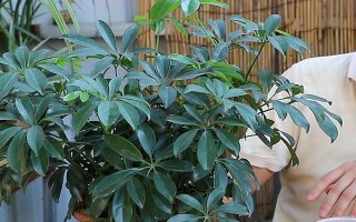 鵝掌木怎么養(yǎng)，每隔5-10天給植株澆水一次