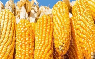 中創(chuàng)科農(nóng)193玉米品種簡(jiǎn)介，該品種幼苗期第一葉鞘紫色