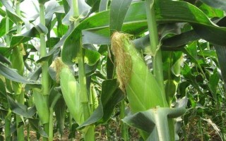 鄭農(nóng)7278玉米種子特點(diǎn)，夏播生育期98天