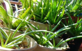 蘆薈的種植方法，選擇含腐殖質(zhì)的弱酸性沙質(zhì)土壤