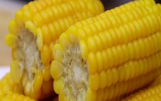 玉龍一號(hào)玉米品種的特性，高抗莖腐病(3.7%hr)